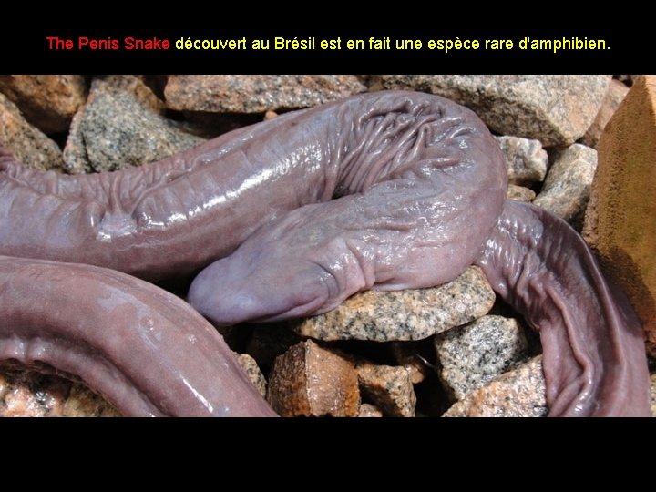 The Penis Snake découvert au Brésil est en fait une espèce rare d'amphibien. 