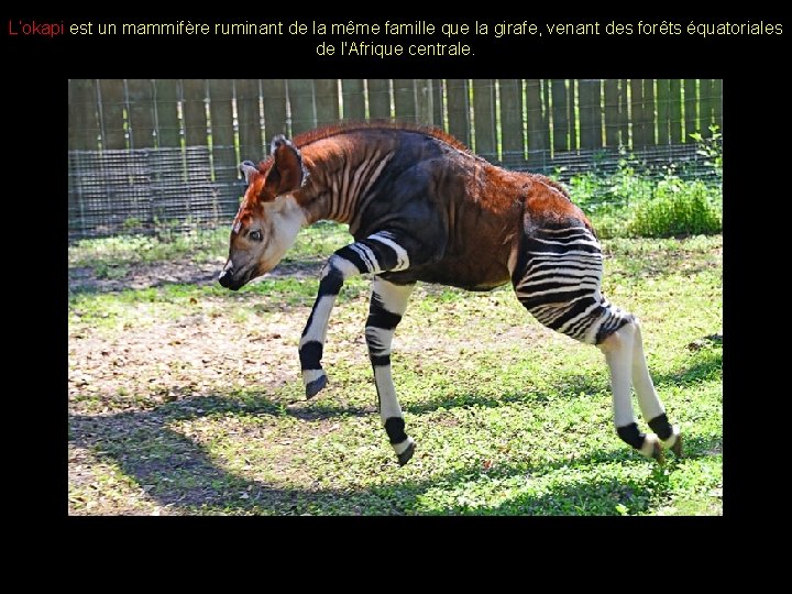 L’okapi est un mammifère ruminant de la même famille que la girafe, venant des