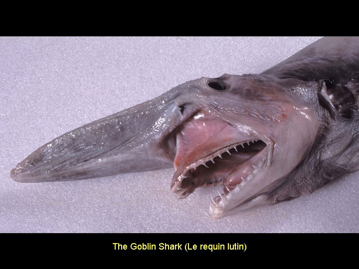 The Goblin Shark (Le requin lutin) 