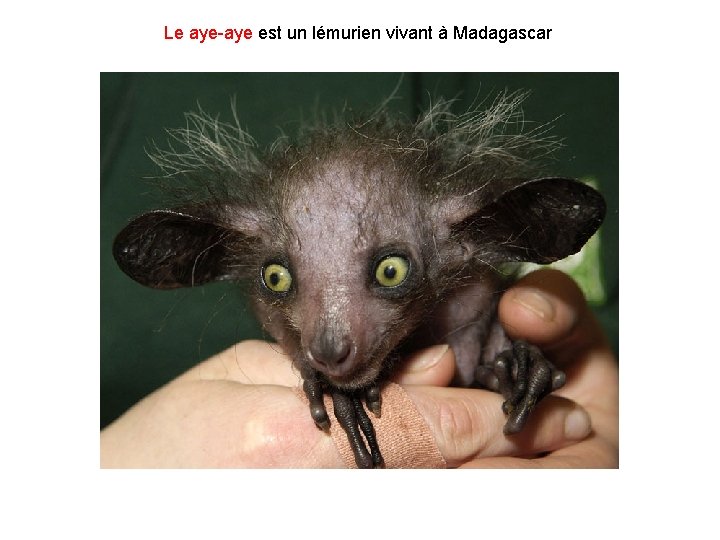 Le aye-aye est un lémurien vivant à Madagascar 