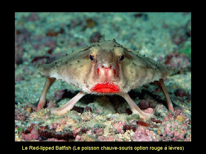 Le Red-lipped Batfish (Le poisson chauve-souris option rouge a le vres) 