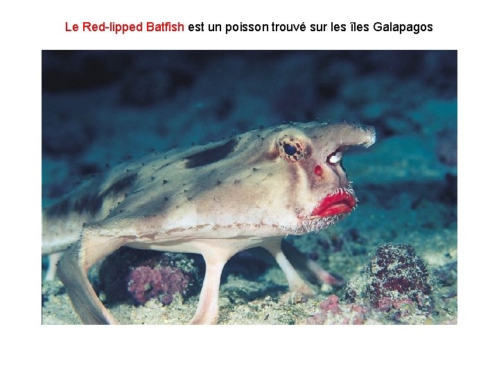 Le Red-lipped Batfish est un poisson trouvé sur les îles Galapagos 