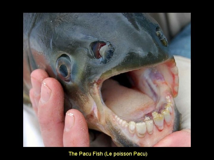 The Pacu Fish (Le poisson Pacu) 