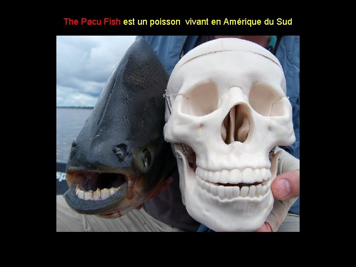 The Pacu Fish est un poisson vivant en Amérique du Sud 
