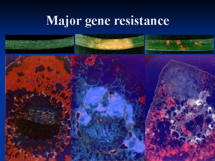 Major gene resistance 