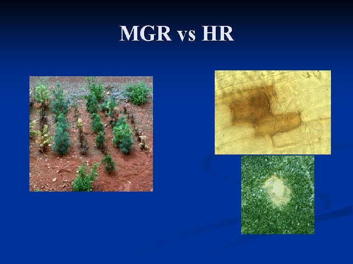 MGR vs HR 