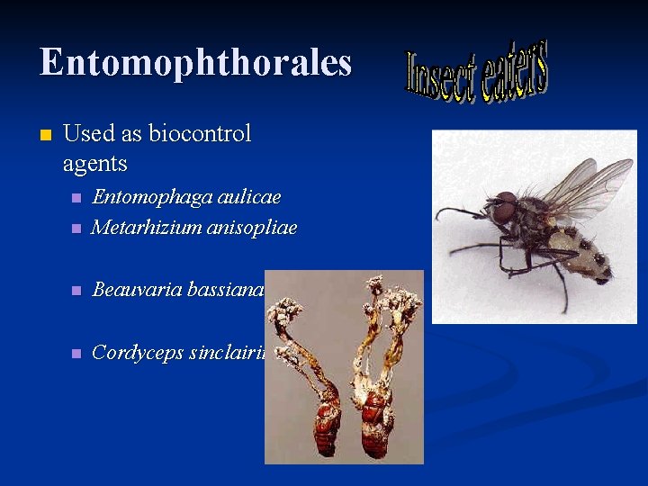 Entomophthorales n Used as biocontrol agents n Entomophaga aulicae Metarhizium anisopliae n Beauvaria bassiana