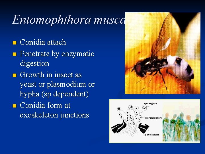 Entomophthora muscae n n Conidia attach Penetrate by enzymatic digestion Growth in insect as