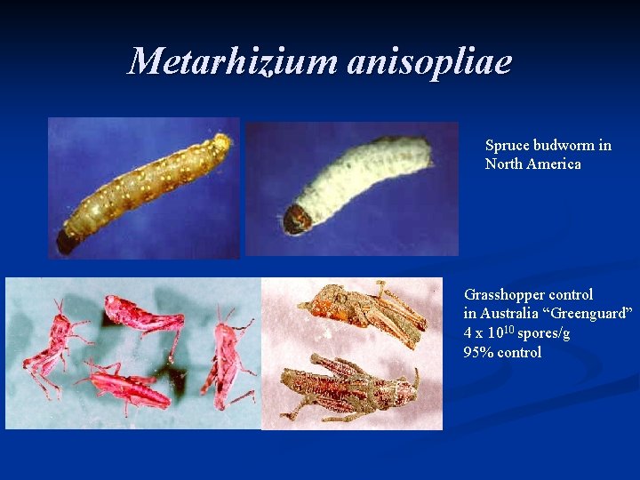 Metarhizium anisopliae Spruce budworm in North America Grasshopper control in Australia “Greenguard” 4 x