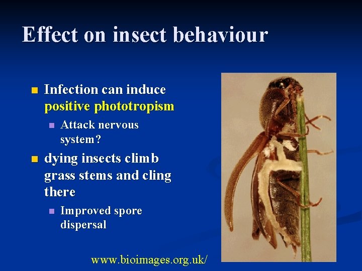 Effect on insect behaviour n Infection can induce positive phototropism n n Attack nervous