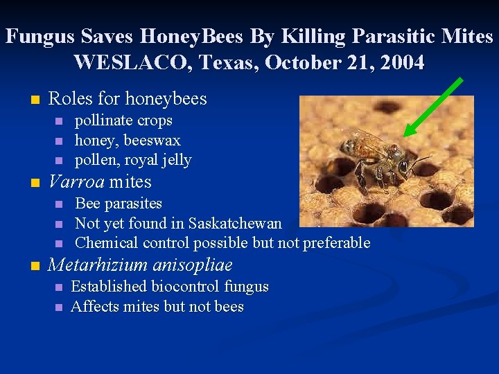 Fungus Saves Honey. Bees By Killing Parasitic Mites WESLACO, Texas, October 21, 2004 n
