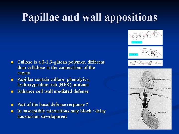 Papillae and wall appositions n n n Callose is a -1, 3 -glucan polymer,