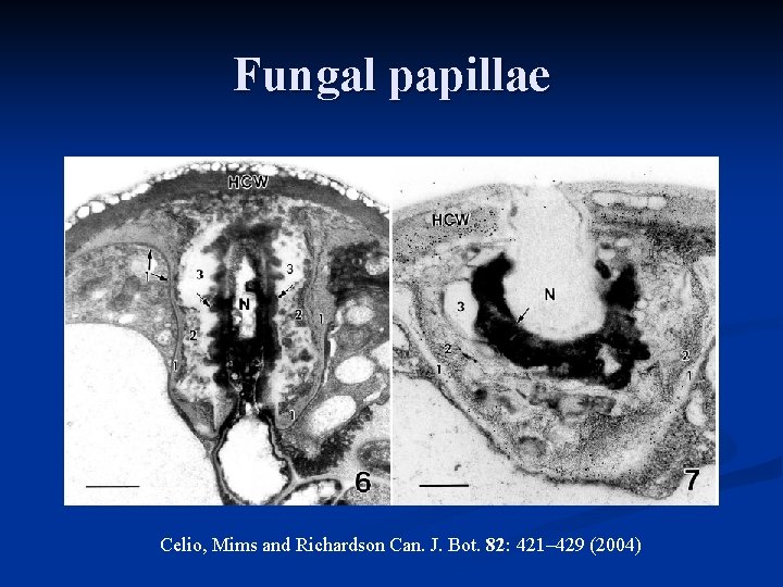 Fungal papillae Celio, Mims and Richardson Can. J. Bot. 82: 421– 429 (2004) 