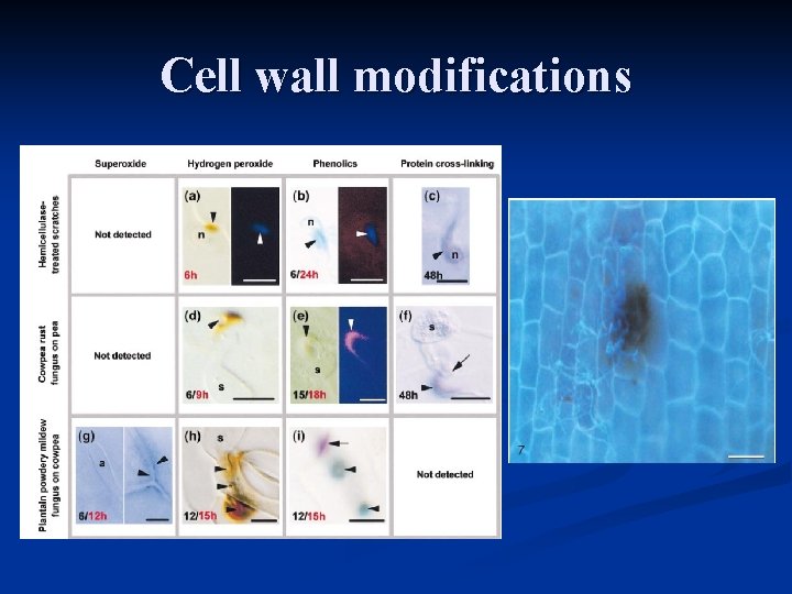 Cell wall modifications 