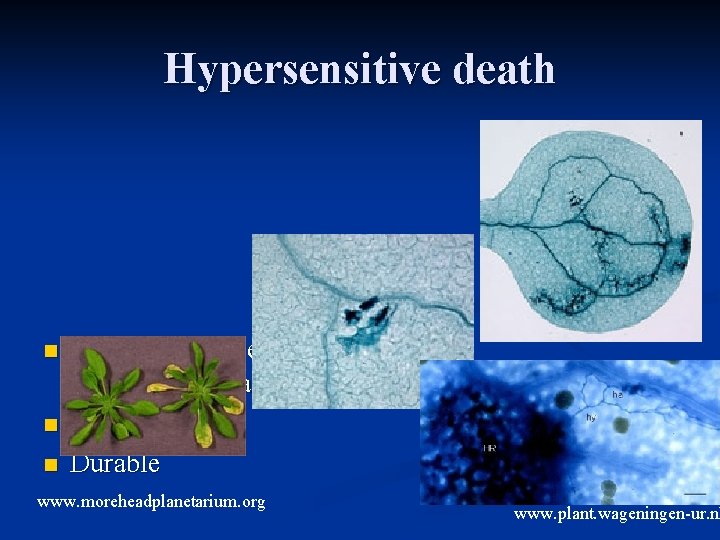 Hypersensitive death n n n Triggered before or at first cell penetration Multigenic Durable