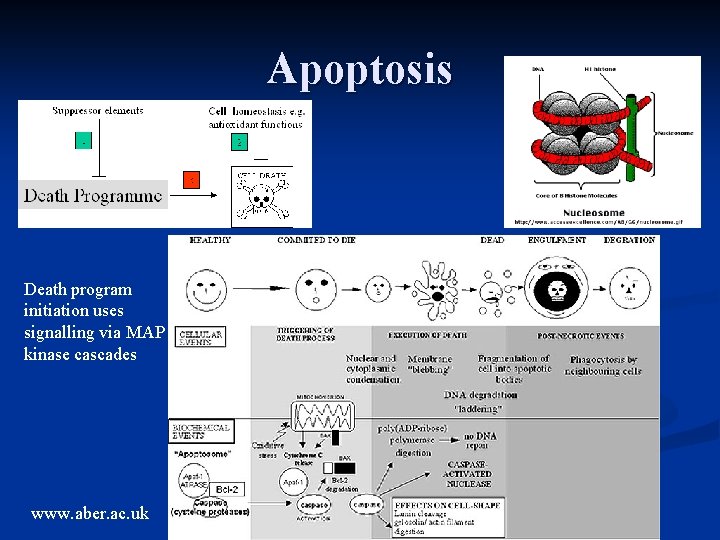 Apoptosis Death program initiation uses signalling via MAP kinase cascades www. aber. ac. uk