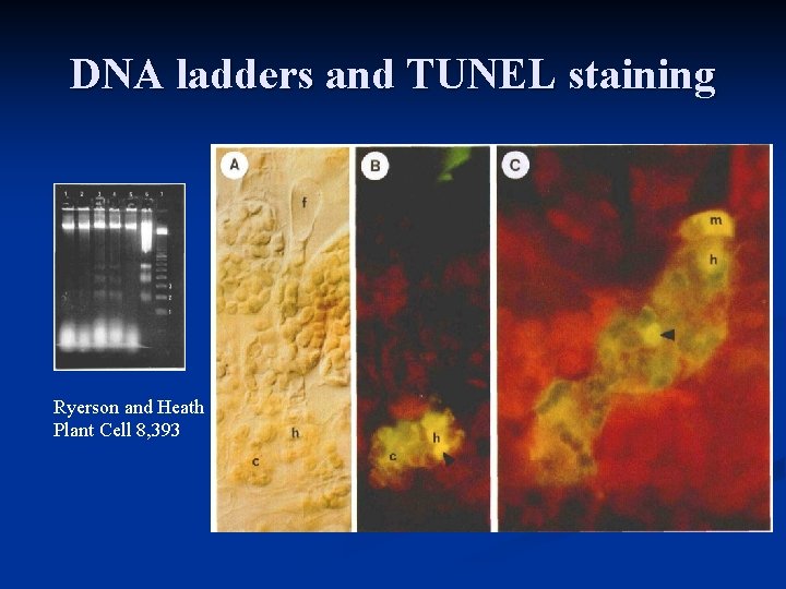 DNA ladders and TUNEL staining Ryerson and Heath Plant Cell 8, 393 