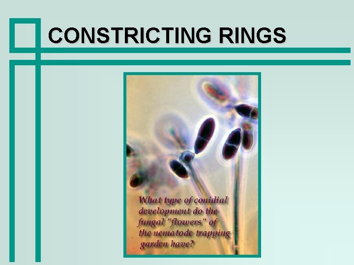 CONSTRICTING RINGS 