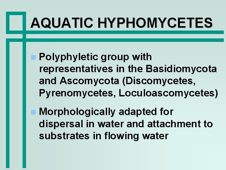 AQUATIC HYPHOMYCETES Polyphyletic group with representatives in the Basidiomycota and Ascomycota (Discomycetes, Pyrenomycetes, Loculoascomycetes)