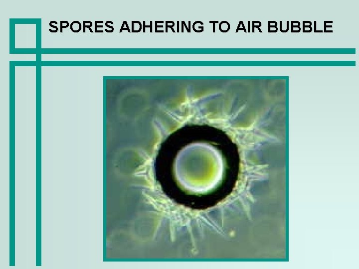 SPORES ADHERING TO AIR BUBBLE 
