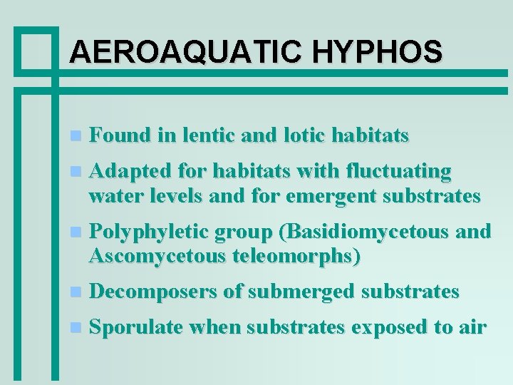 AEROAQUATIC HYPHOS Found in lentic and lotic habitats Adapted for habitats with fluctuating water