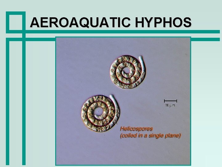 AEROAQUATIC HYPHOS 
