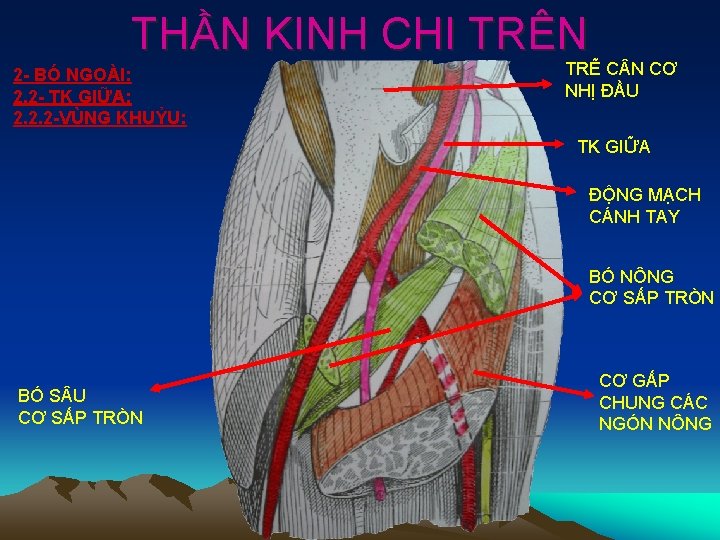 THẦN KINH CHI TRÊN 2 - BÓ NGOÀI: 2. 2 - TK GIỮA: 2.