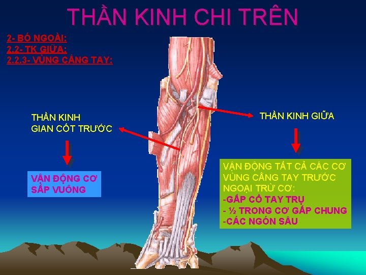 THẦN KINH CHI TRÊN 2 - BÓ NGOÀI: 2. 2 - TK GIỮA: 2.