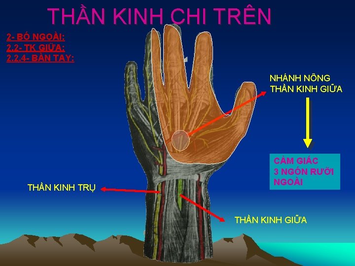 THẦN KINH CHI TRÊN 2 - BÓ NGOÀI: 2. 2 - TK GIỮA: 2.