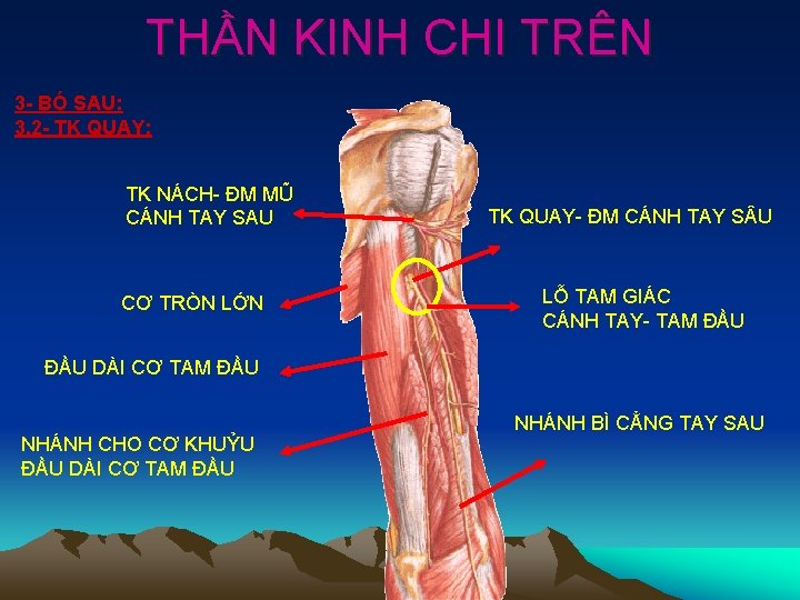 THẦN KINH CHI TRÊN 3 - BÓ SAU: 3. 2 - TK QUAY: TK