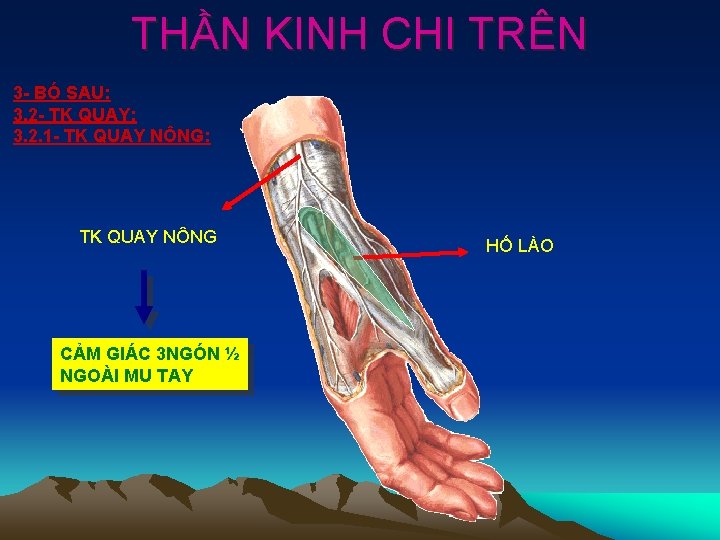 THẦN KINH CHI TRÊN 3 - BÓ SAU: 3. 2 - TK QUAY: 3.