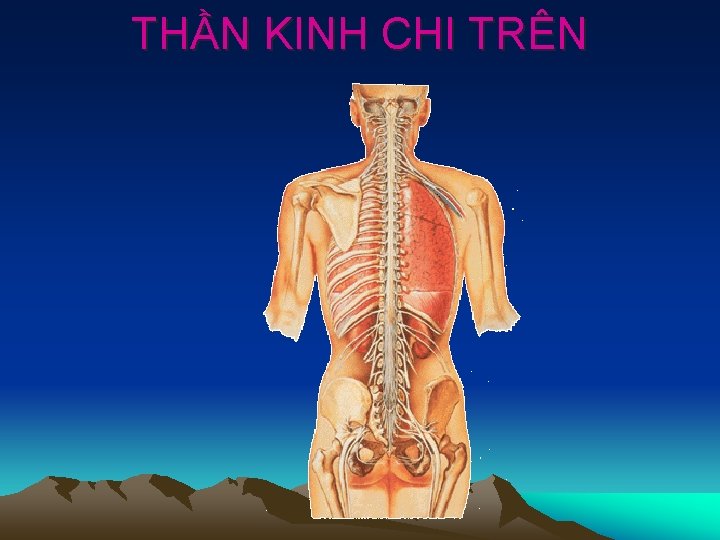 THẦN KINH CHI TRÊN 