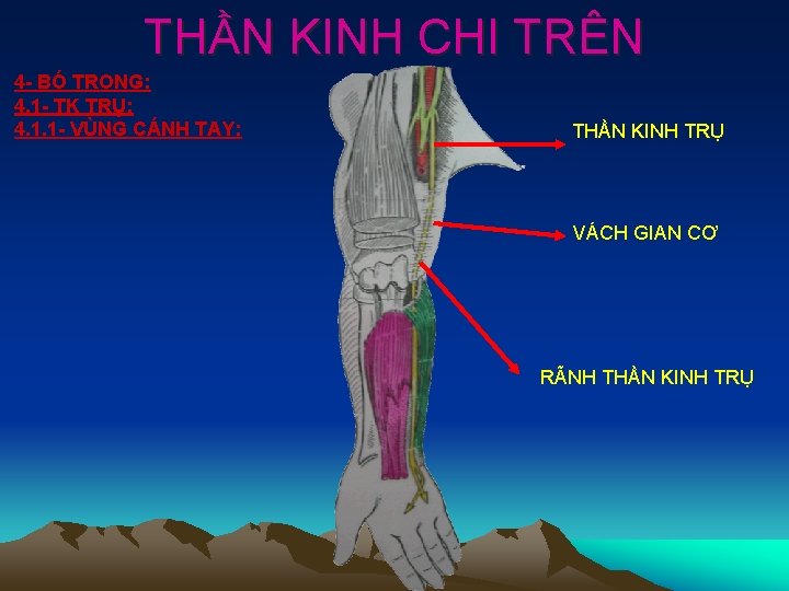 THẦN KINH CHI TRÊN 4 - BÓ TRONG: 4. 1 - TK TRỤ: 4.