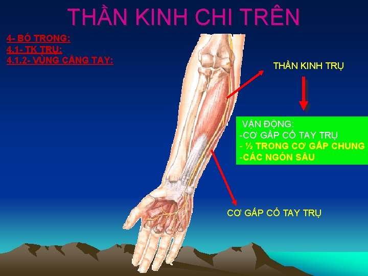 THẦN KINH CHI TRÊN 4 - BÓ TRONG: 4. 1 - TK TRỤ: 4.