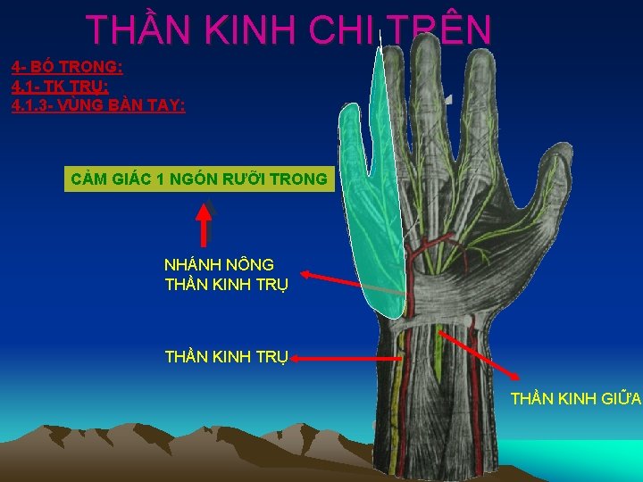 THẦN KINH CHI TRÊN 4 - BÓ TRONG: 4. 1 - TK TRỤ: 4.