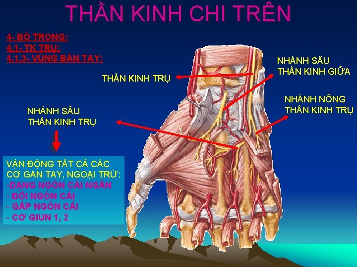 THẦN KINH CHI TRÊN 4 - BÓ TRONG: 4. 1 - TK TRỤ: 4.