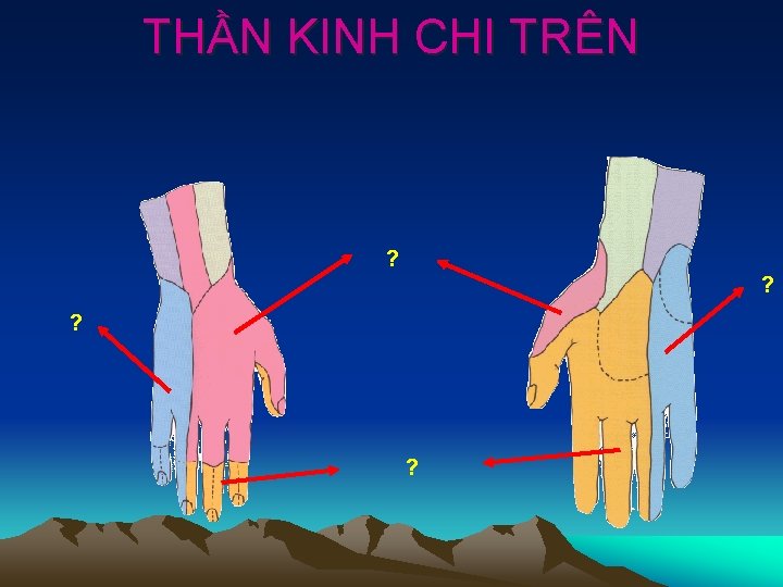 THẦN KINH CHI TRÊN ? ? ? ? 