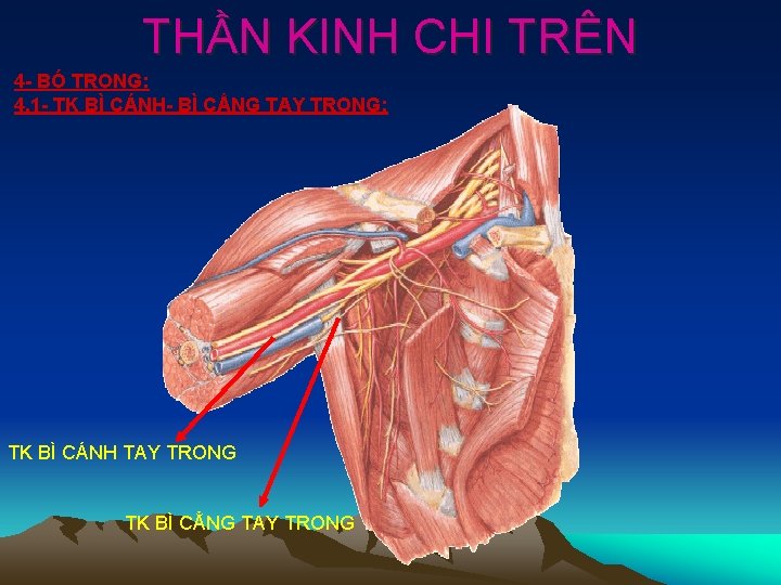 THẦN KINH CHI TRÊN 4 - BÓ TRONG: 4. 1 - TK BÌ CÁNH-