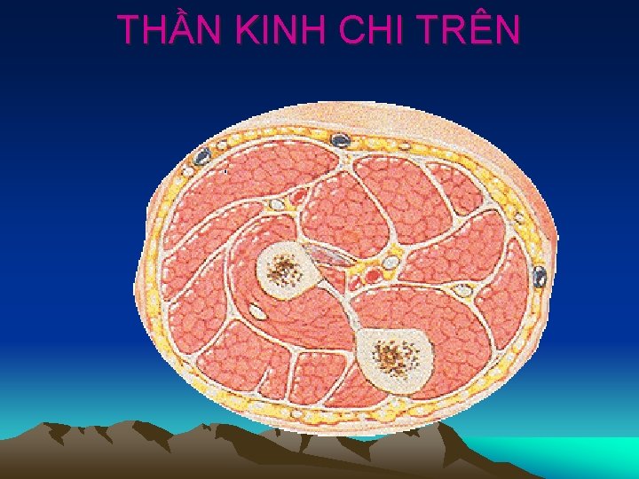 THẦN KINH CHI TRÊN 