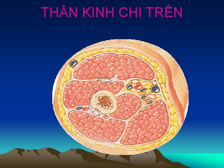 THẦN KINH CHI TRÊN 