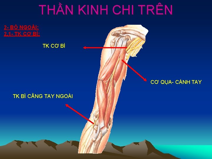 THẦN KINH CHI TRÊN 2 - BÓ NGOÀI: 2. 1 - TK CƠ BÌ: