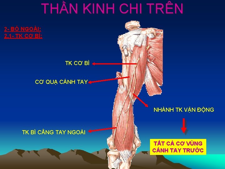 THẦN KINH CHI TRÊN 2 - BÓ NGOÀI: 2. 1 - TK CƠ BÌ: