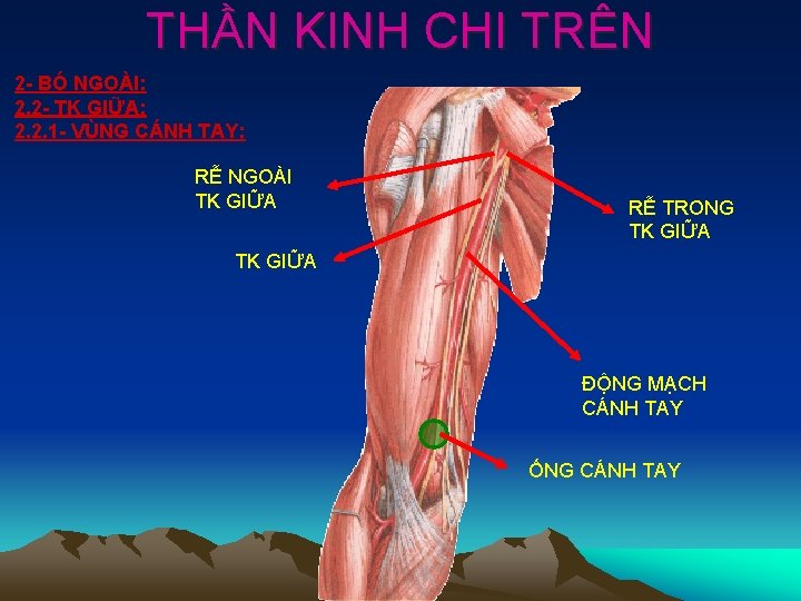 THẦN KINH CHI TRÊN 2 - BÓ NGOÀI: 2. 2 - TK GIỮA: 2.