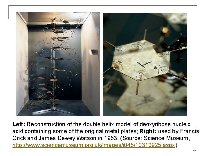 Left: Reconstruction of the double helix model of deoxyribose nucleic acid containing some of