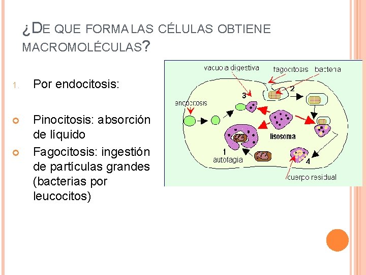 ¿DE QUE FORMA LAS CÉLULAS OBTIENE MACROMOLÉCULAS? 1. Por endocitosis: Pinocitosis: absorción de líquido