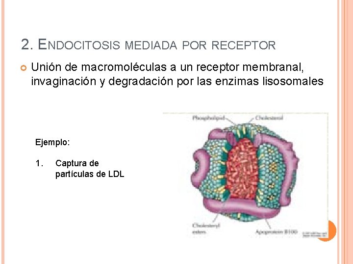 2. ENDOCITOSIS MEDIADA POR RECEPTOR Unión de macromoléculas a un receptor membranal, invaginación y
