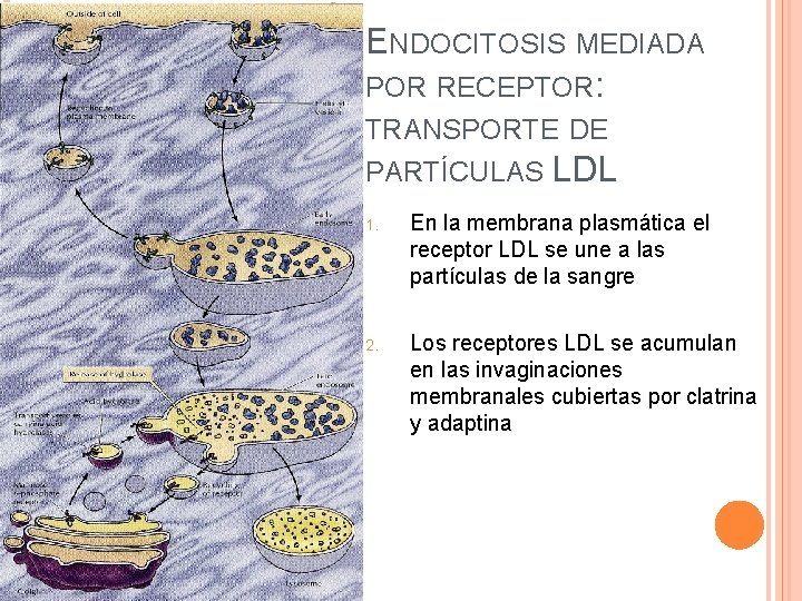 ENDOCITOSIS MEDIADA POR RECEPTOR: TRANSPORTE DE PARTÍCULAS LDL 1. En la membrana plasmática el