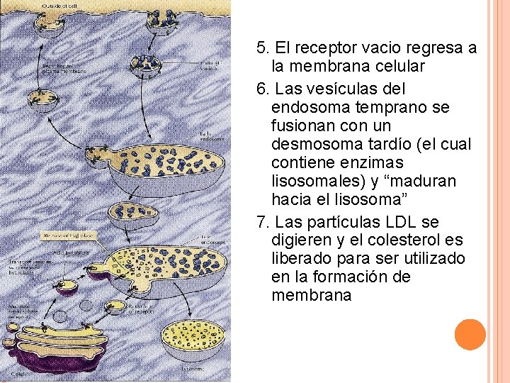 5. El receptor vacio regresa a la membrana celular 6. Las vesículas del endosoma