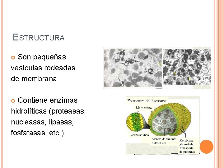 ESTRUCTURA Son pequeñas vesículas rodeadas de membrana Contiene enzimas hidrolíticas (proteasas, nucleasas, lipasas, fosfatasas,