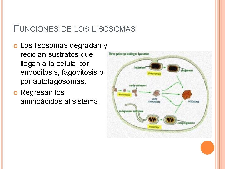 FUNCIONES DE LOS LISOSOMAS Los lisosomas degradan y reciclan sustratos que llegan a la